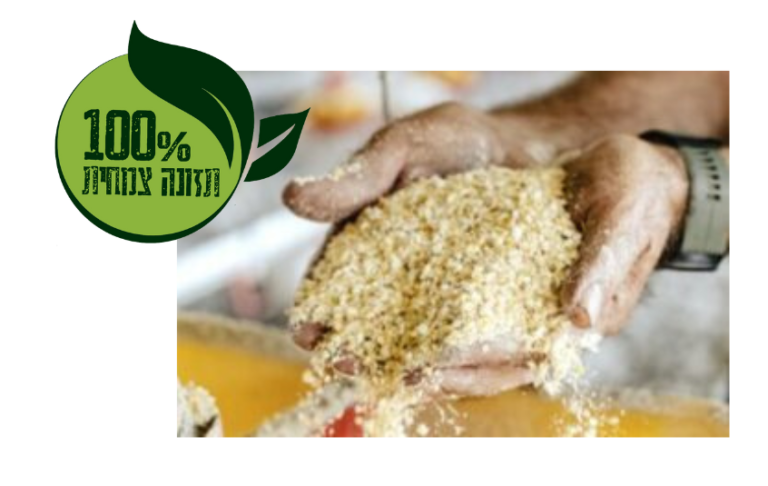 לולו - תרנגולת חופש גלילית